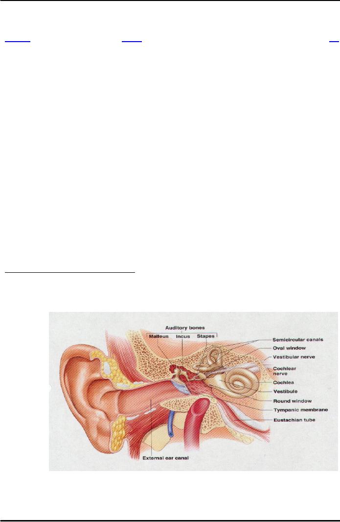 auditory canal function