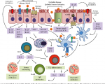 Mite Allergy