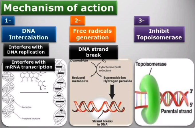 Antitumor Antibiotics Chemotherapy Treatment for Cancer