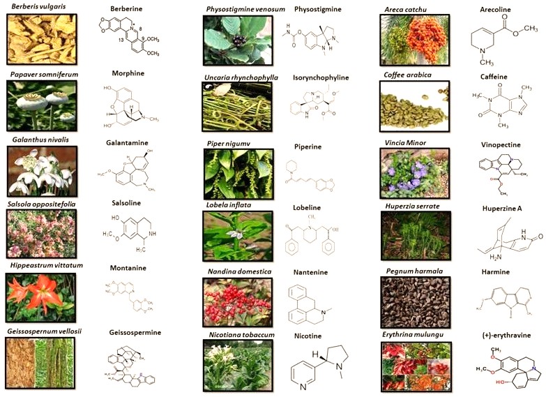 Plant Alkaloids Chemotherapy Treatment Drugs