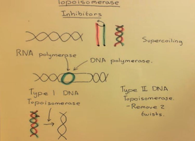 Topoisomerase inhibitors for cancer patients