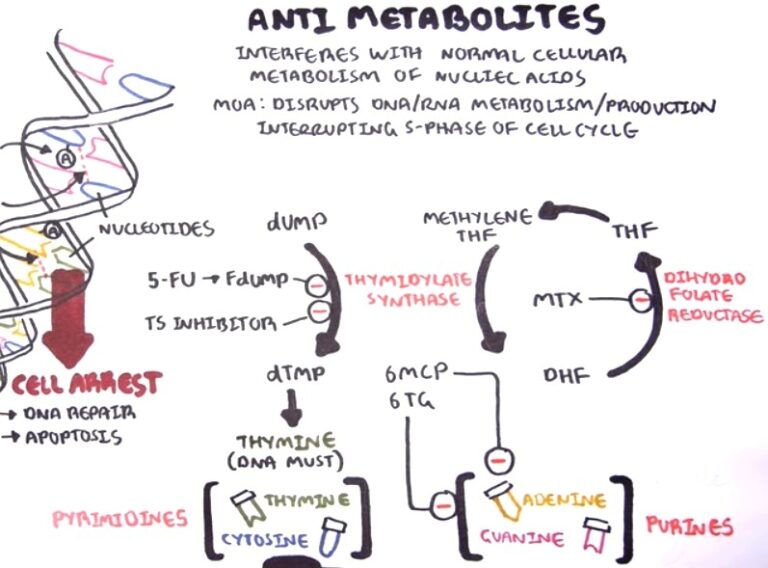 Antimetabolites Chemotherapy Treatment - zeepedia.com